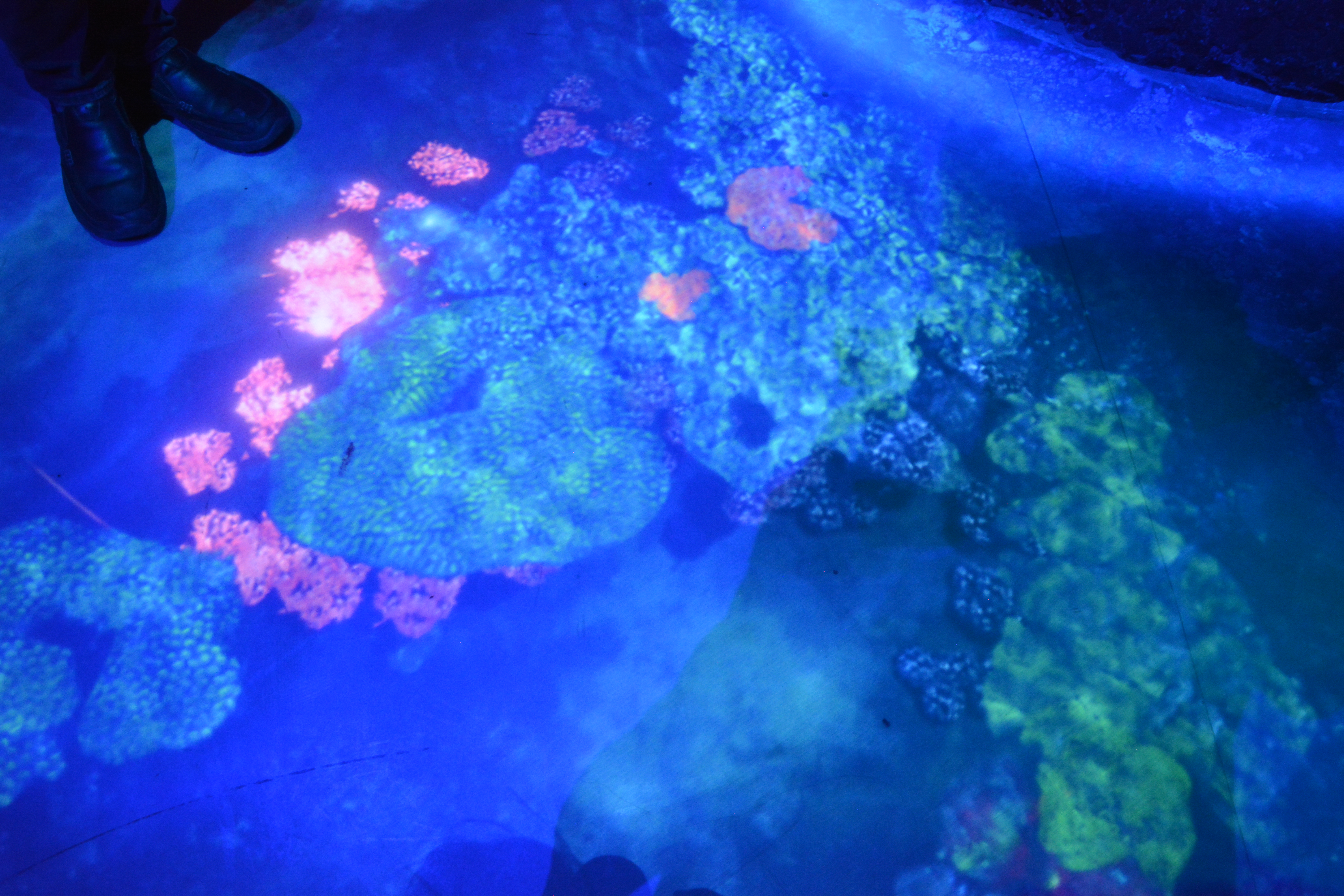 National Geographic Encounter Ocean Odyssey New York | Vancouver Full Service Digital Agency | Feifei Digital Ltd 2019
