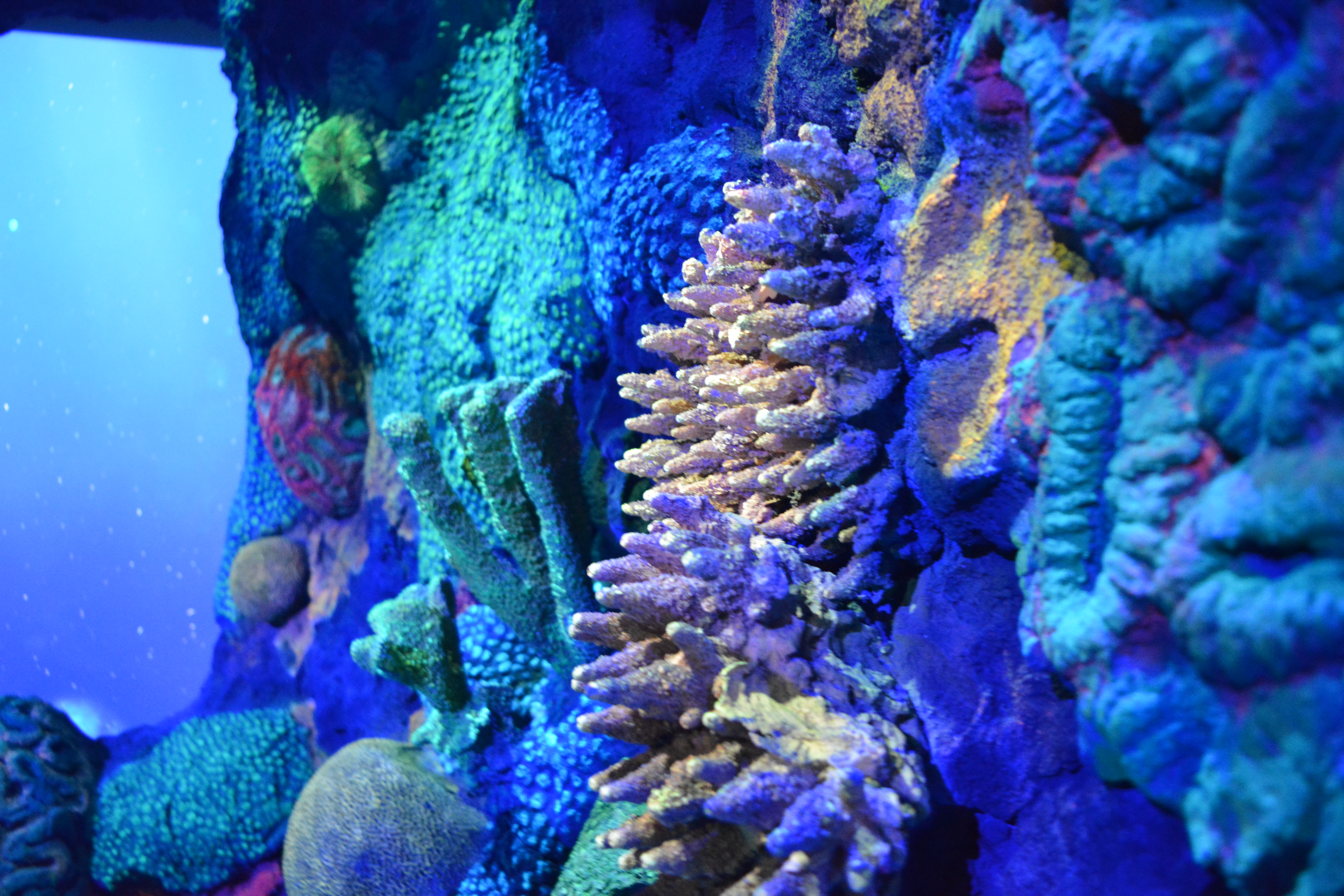 National Geographic Encounter Ocean Odyssey New York | Vancouver Full Service Digital Agency | Feifei Digital Ltd 2019